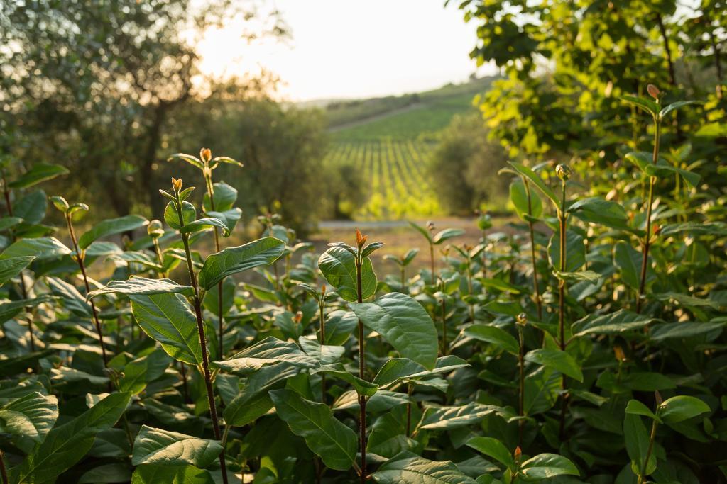 Tenuta Di Monaciano Ponte A Bozzone Exteriér fotografie